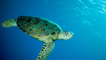 Green sea turtle swimming in Derawan, Kalimantan