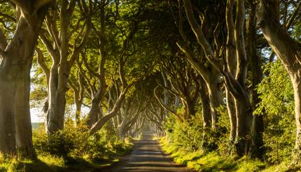 The Dark Hedges tree tunnel