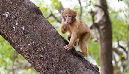 Barbary macaque, Ifrane National Park