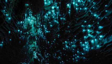 Waitomo Caves, Waikato, New Zealand