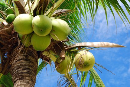 Coconuts in a tree