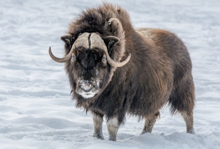 A musk ox