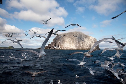 Gannets flying around Bass Rock