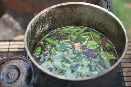 Brewing ayahuasca