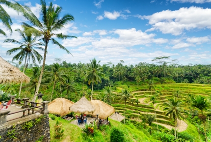 Paddy fields in Bali