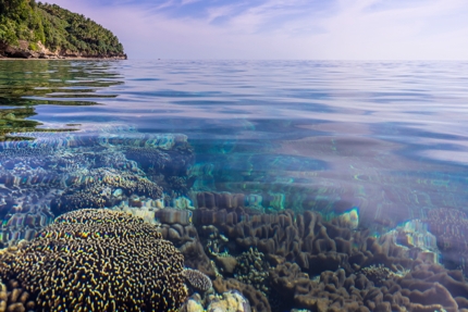 Pristine coral reefs off Banda Besar, part of Banda