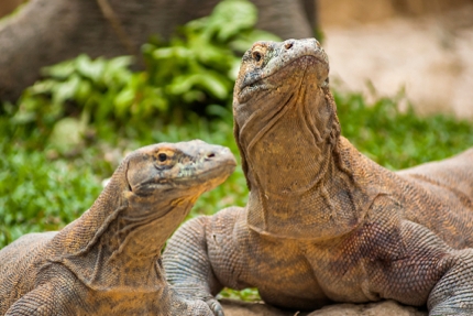 Komodo dragons